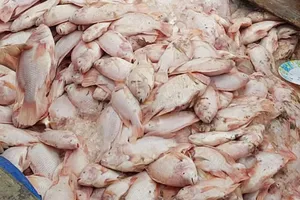 Hàng trăm tấn cá chết ở làng bè lớn nhất Đồng Nai