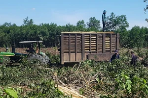 Phó chủ tịch xã ký giấy khiến người dân mất gần 5 ha tràm