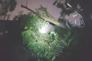 Đồng Nai: Gió lốc, cây bật gốc đè nhà dân trong đêm