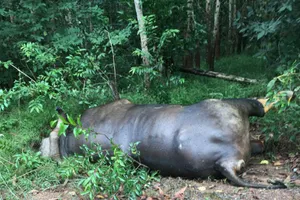 Bò tót 700 kg chết trong rừng sau khi bị ô tô tông