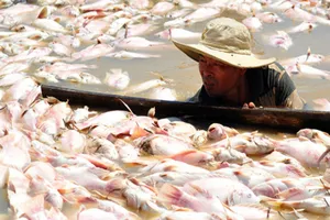 Đồng Nai hỗ trợ hơn 12 tỉ cho người nuôi cá bè 