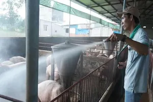 Xuất hiện thêm 2 ổ dịch tả heo châu Phi ở Đồng Nai