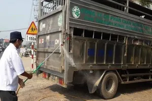 Cán bộ thú y cấp giấy 'lụi' cho lô heo nhiễm tả heo châu Phi
