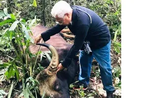 Bò tót nặng 800 kg chết ở Đồng Nai 'có thể do già yếu'