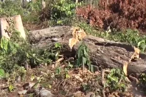 Khu bảo tồn Đồng Nai dọn dây leo nhưng cưa gỗ 'khủng'