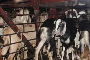 Xe chở khách ngồi trên, hơn 50 con dê bên dưới