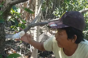 Đồng Nai: Hàng trăm cây bơ bị hạ độc 