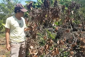 Vườn bơ bị hạ độc, chủ vườn 'cầu cứu' GĐ Công an Đồng Nai