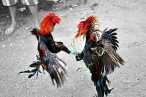 Bị nghi trộm gà, nam thanh niên bị bắt nhốt, đánh suốt đêm 