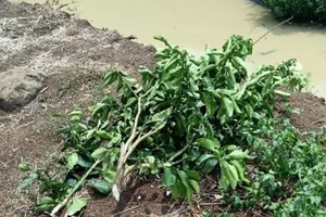 Vườn bưởi hơn 2 tỉ đồng ở Đồng Nai bị chặt phá trong đêm