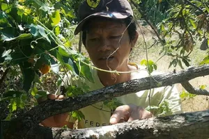 Vụ hàng trăm cây bơ chết ở Đồng Nai: là do nấm bệnh