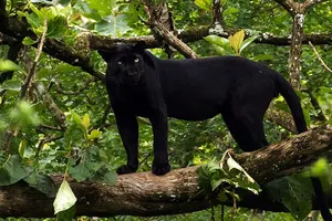 Đồng Nai: Xác minh thông tin 2 báo đen xuất hiện gần nhà dân