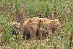 Người đàn ông bị thương nặng nghi bị voi rừng quật ở Đồng Nai