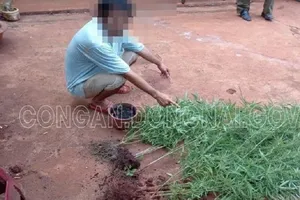 Đồng Nai: Trồng cần sa để cho gia cầm ăn