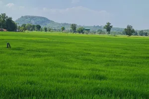 Đồng Nai sẽ chuyển đổi 677ha đất lúa làm 23 dự án