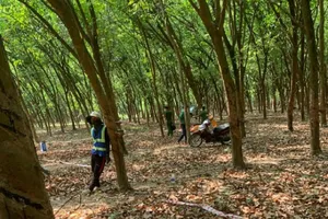 1 phụ nữ chết bí ẩn trong rừng cao su