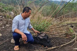 Vụ án 'không cần biết cây của ai, không cần biết cây nằm đâu'