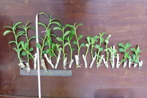 Trộm 2 giỏ lan 'đột biến', lãnh án 7 năm tù 