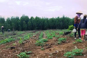 Đề nghị truy tố người không chấp hành bản án dân sự của tòa