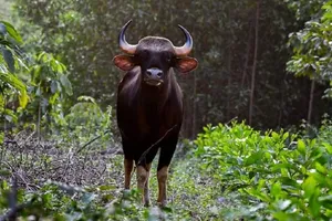 Kiến nghị không làm cầu Mã Đà và đường xuyên khu bảo tồn nối Đồng Nai - Bình Phước