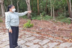 Vụ 'không cần biết cây của ai, không cần biết cây nằm đâu': Bị cáo đề nghị giám đốc thẩm