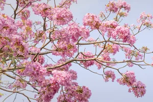 Ngắm hoa kèn hồng rực rỡ, đẹp như 'phố Nhật' ở Đồng Nai 