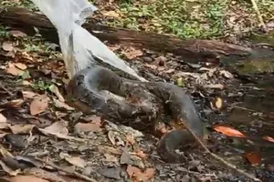 Người dân giao nộp trăn, vượn, khỉ nhờ kiểm lâm thả về rừng