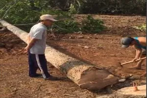 Bắt quả tang một vụ khai thác cây rừng trái phép ở Đồng Nai