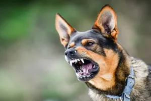 Hai cháu bé ở Đồng Nai bị chó dại cắn