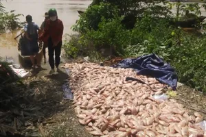 Đồng Nai: Gần 390 tấn cá bè bị lũ cuốn trôi