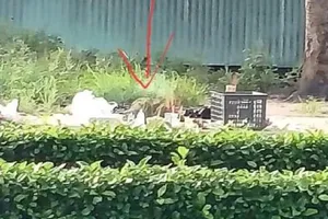 Tìm thân nhân thi thể trẻ sơ sinh ở bãi rác bên đường