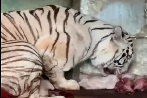 Bạch hổ Bengal quý hiếm sinh 5 hổ con tại Khu du lịch Vườn Xoài