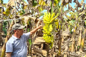 Thông tin bất ngờ vụ nông dân trồng chuối kêu cứu vì nghi mua nhầm phân bón giả