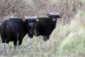 Đầu tư gần 1.000 tỉ đồng phát triển du lịch tại Khu Bảo tồn Thiên nhiên - Văn hoá Đồng Nai 