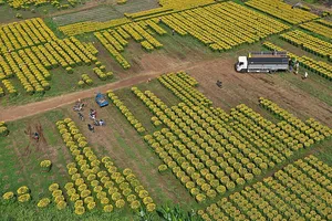 Làng hoa Tết lớn nhất Đồng Nai nhộn nhịp những ngày cuối năm