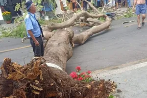 Cây phượng trên đường hoa bất ngờ bật gốc, đè trúng cô gái đi xe máy