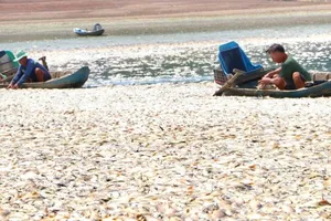 Đồng Nai: Hơn 200 tấn cá chết nổi trắng hồ Sông Mây