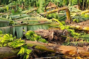 Đồng Nai: Mưa to, lốc xoáy khiến hơn 145ha chuối bị gãy đổ