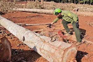 Để xử lý dứt điểm nạn chặt phá rừng phòng hộ ở Đồng Nai: Sẽ sửa đổi, bổ sung các quy định