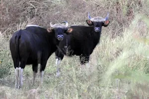 Đồng Nai nói không với sử dụng động vật hoang dã trái phép