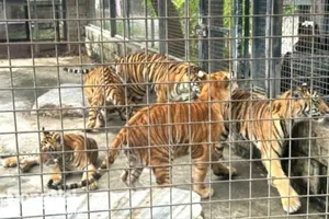 Hổ chết hàng loạt tại khu du lịch Vườn Xoài ở Đồng Nai 