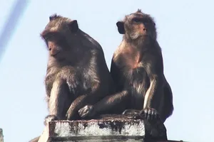 Đồng Nai có thêm trại nuôi khỉ xuất khẩu quy mô 14.000 con/năm