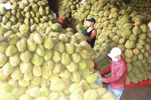 Thành lập Hiệp hội Sầu riêng tỉnh Đồng Nai