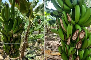 Gần 5 tấn chuối sắp thu hoạch ở Đồng Nai bị kẻ gian chặt phá