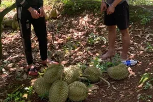 Bắt 2 tên trộm hàng trăm kg sầu riêng trong đêm