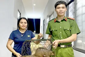 Con tê tê chạy vào nhà, người dân bắt rồi mang nộp cho công an