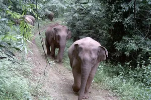 Clip, hình ảnh cực hiếm về những đàn voi hoang dã ở Đồng Nai 