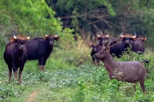 'Đánh thức' tiềm năng cho du lịch Đồng Nai trở thành điểm đến hấp dẫn