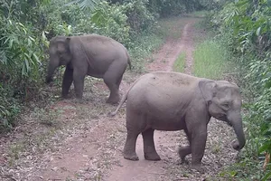 Nghiên cứu mở tour du lịch xem voi hoang dã ở Đồng Nai 