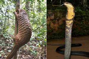 12 cá thể động vật hoang dã có tên trong sách đỏ được thả về rừng ở Đồng Nai 